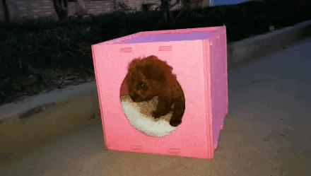 品种猫与土猫的区别,怎么分辨品种猫和土猫