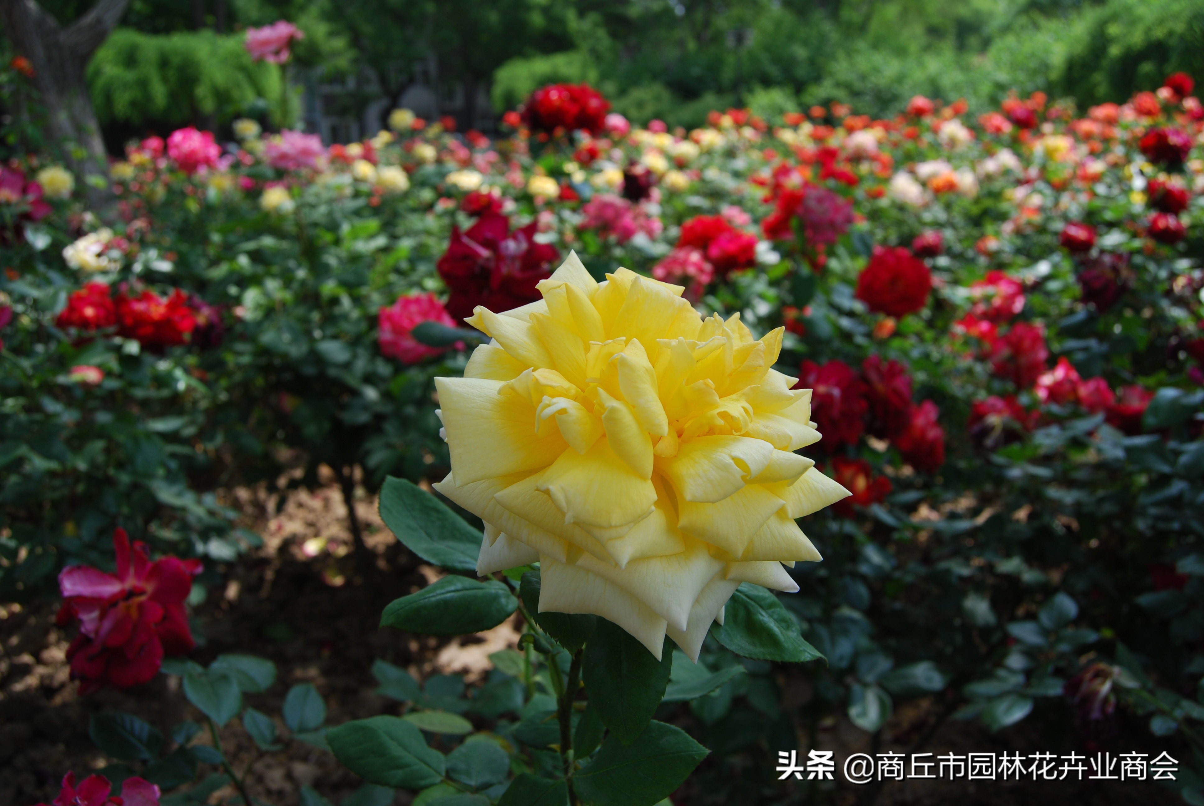 治月季黑斑病喷什么药好呢,治月季黑斑病的有效药哪里有卖的