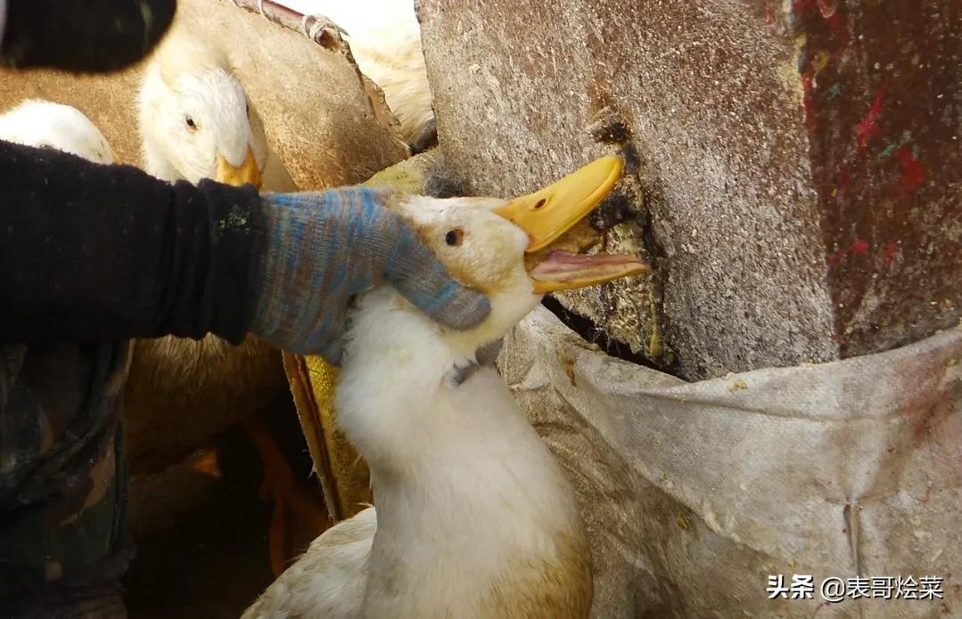 全国有名的鸭有哪些,各地鸭子特产大全