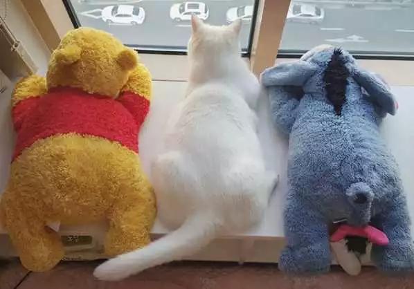 猫咪睡觉突然抽搐了一下是做梦吗,猫咪做梦抽搐