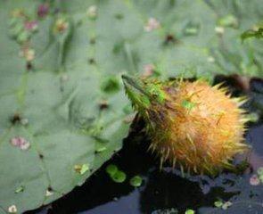 舌尖上的美食儿时的味道找了好久,有一种美食叫做童年回忆