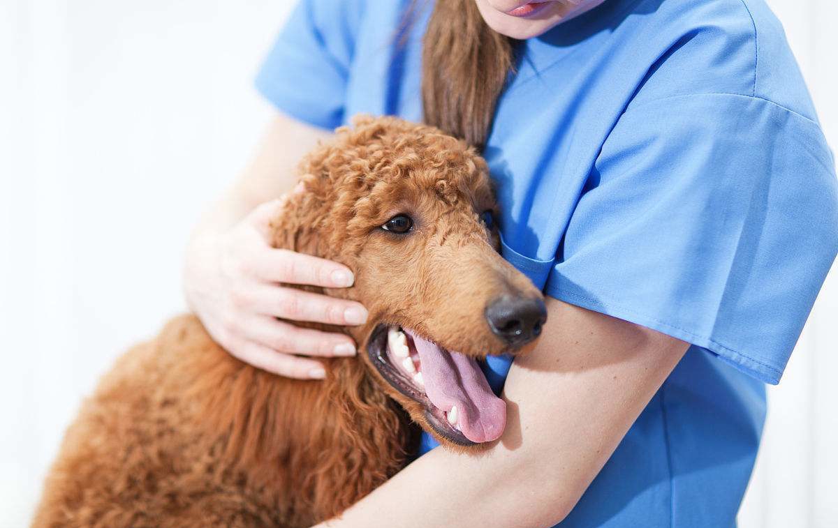 狗狗定点大小便晚上怎么办,狗狗会定点大小便