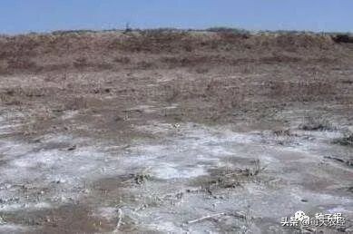 盐碱对水稻的危害,盐碱地种植作物能不能改善土壤