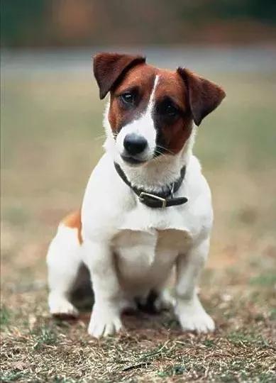 在国外欢迎的中国犬,在国外最受欢迎的中国狗