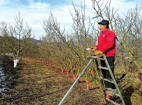 “麻蛋蛋”映红了好日子！在当地人眼里，这可是“宝贝疙瘩”