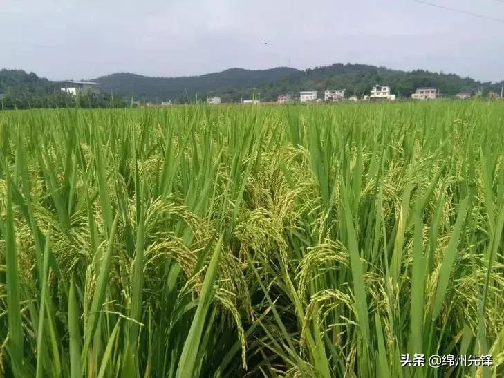 厨余垃圾制作环保酵素的新闻,厨余垃圾自制酵素的做法