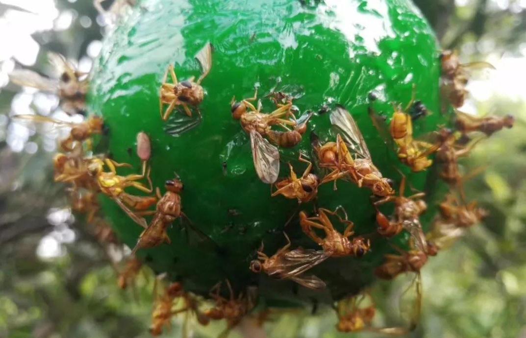 果实如何防果蝇,防治果实蝇最好的方法