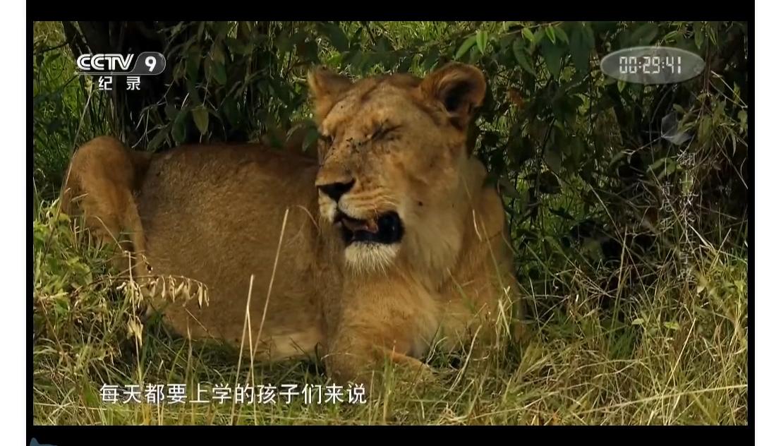 非洲小孩艰难的上学路：每天都在赌命，要是没回家就是被狮子吃了