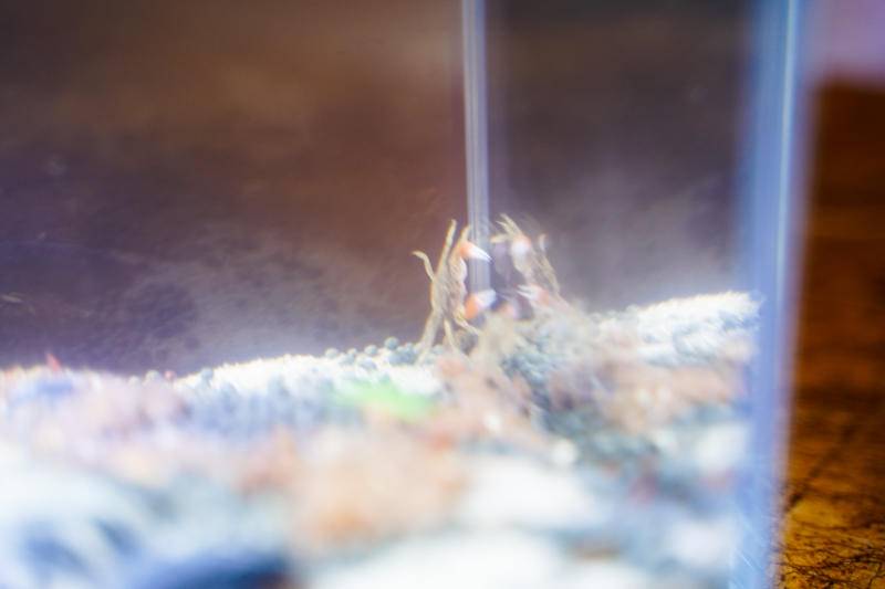 小佩起源纪鱼缸过滤怎么样,小佩起源纪鱼缸