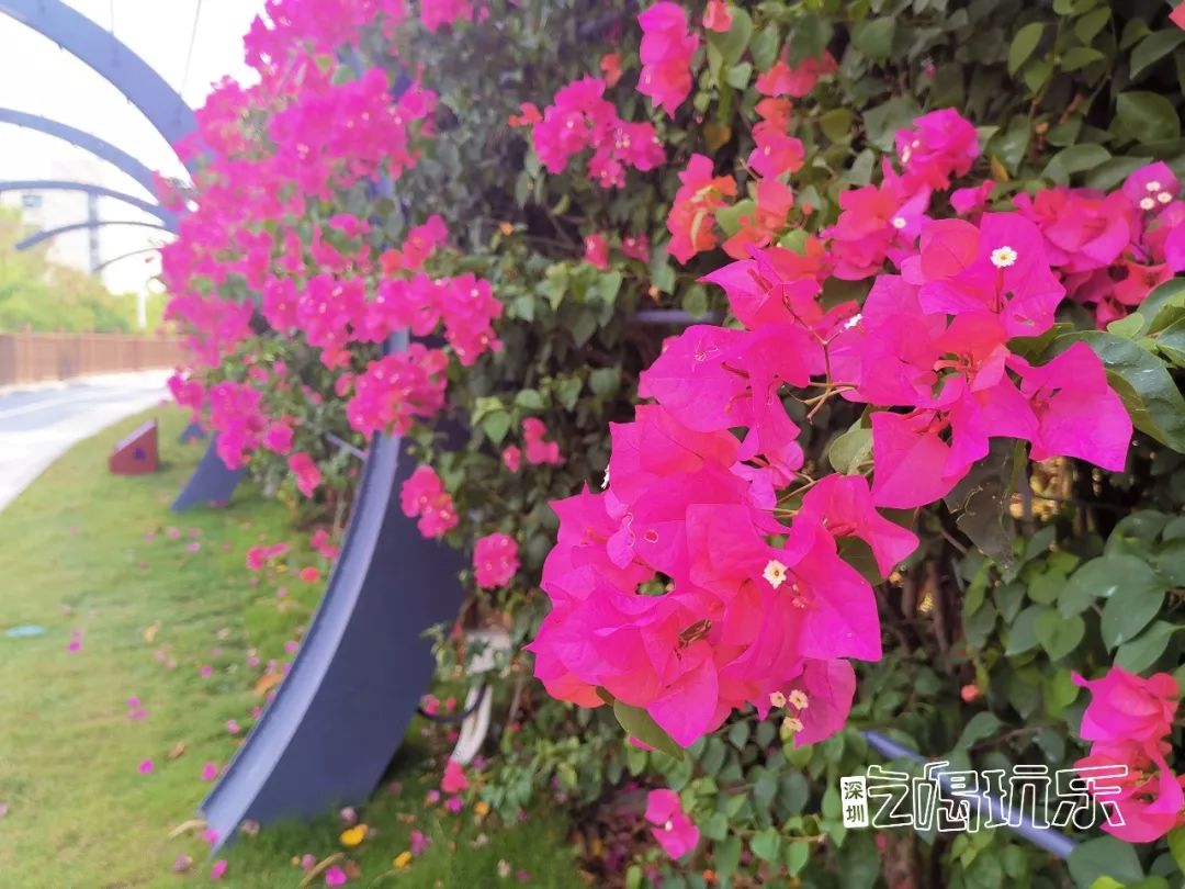 深圳最美簕杜鹃谷公园花海,宝安区花海赏花景点