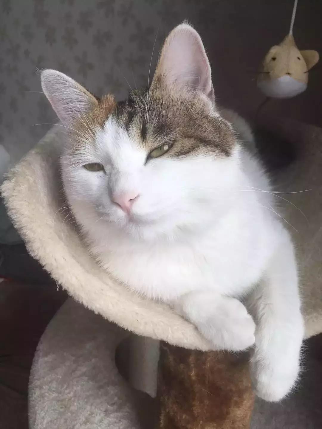 我跟中产的唯一联系，可能是养猫