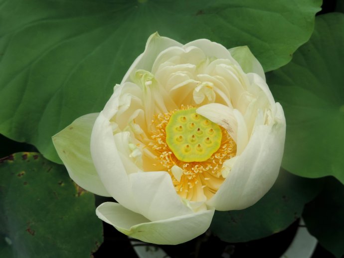 今天分享几十种荷花品种图鉴,荷花品种大全及名称图片