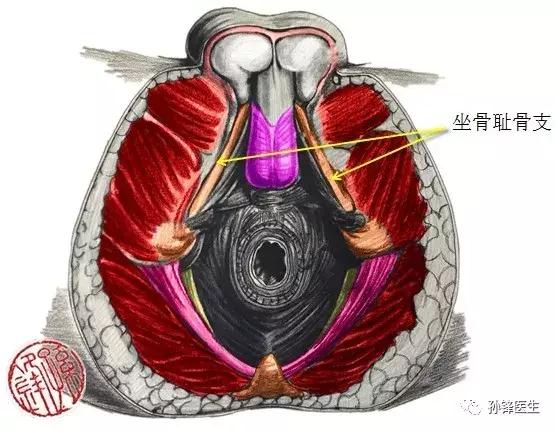 医学笔记︱男性会阴部的肌肉系统(中肛管水平):(下)