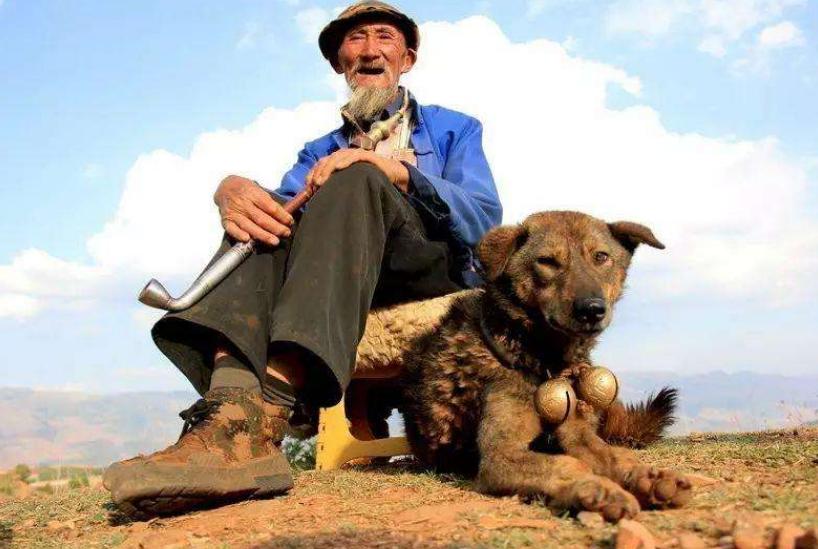 狗狗一下长很多白毛是什么原因,狗狗的毛发有白毛是什么毛病