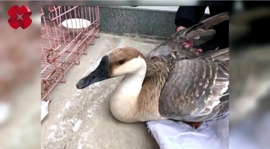 临潼发现野生鸟,农村发现一只怪鸟