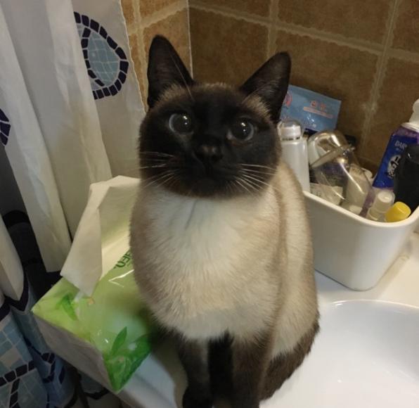 饲养猫咪最错的误区很多人还在犯,饲养猫咪的7大误区你有中招吗