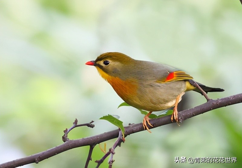 说说笼养鸟啄羽症的治疗