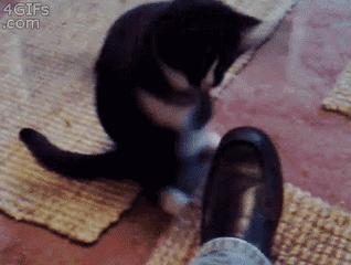 猫猫为什么喜欢躲在暗处扑人,猫猫为什么把爪子藏起来