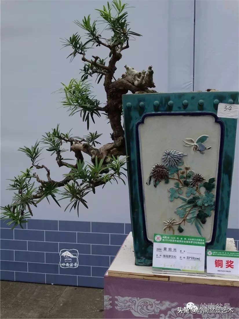 罗汉松盆景开运招财，非其莫属！清风雅韵，当之无愧！