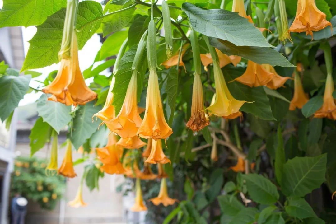 泡了杯花茶精神病发作了，小心这几类毒花