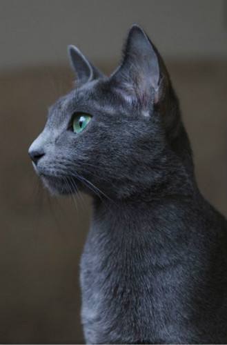 每天送你一只猫,(十三)俄罗斯蓝猫,冬天的精灵