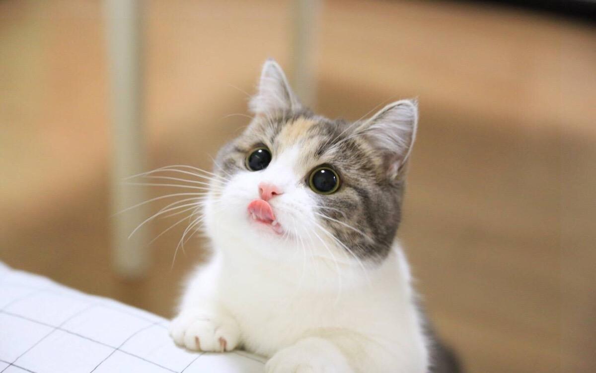 紧急求助猫贩子被猫骗,猫贩子最不想让你知道的几件事