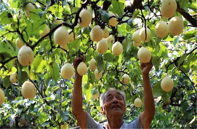 梨树病虫害防治一览表,梨树病虫害防治时间表最新