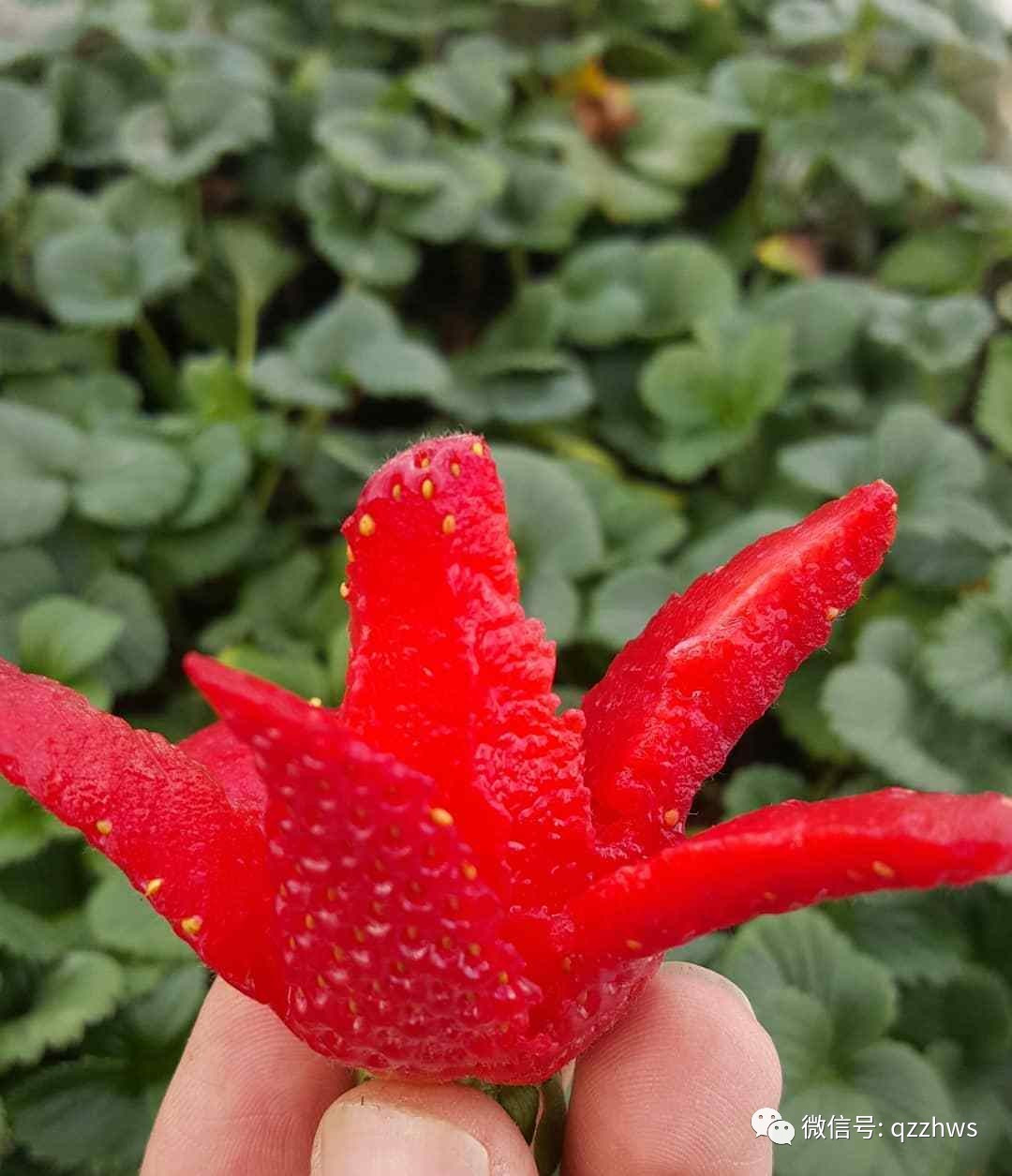 新型草莓立体温室大棚大全,温室大棚立体种植草莓