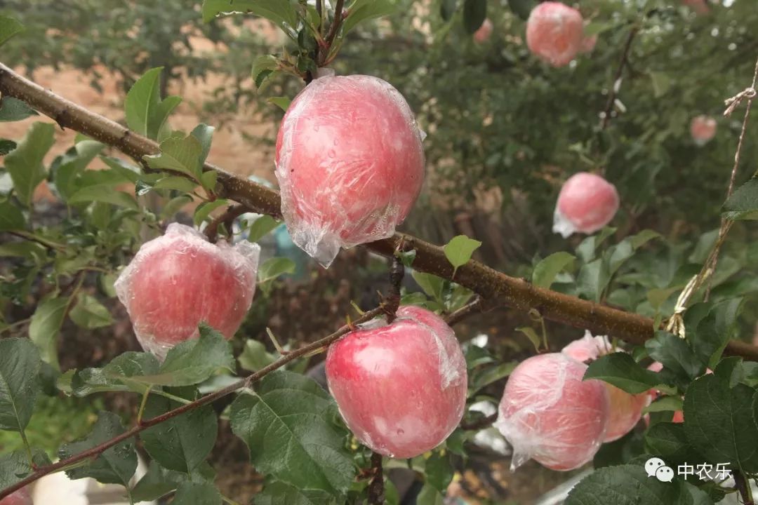 翼城工作站，树好、形好、果更好