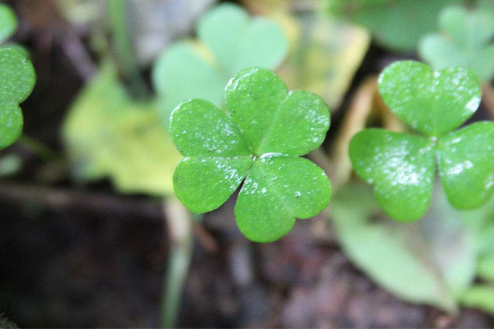 三叶草出现在哪个位置容易发现,三叶草的特点和生长位置