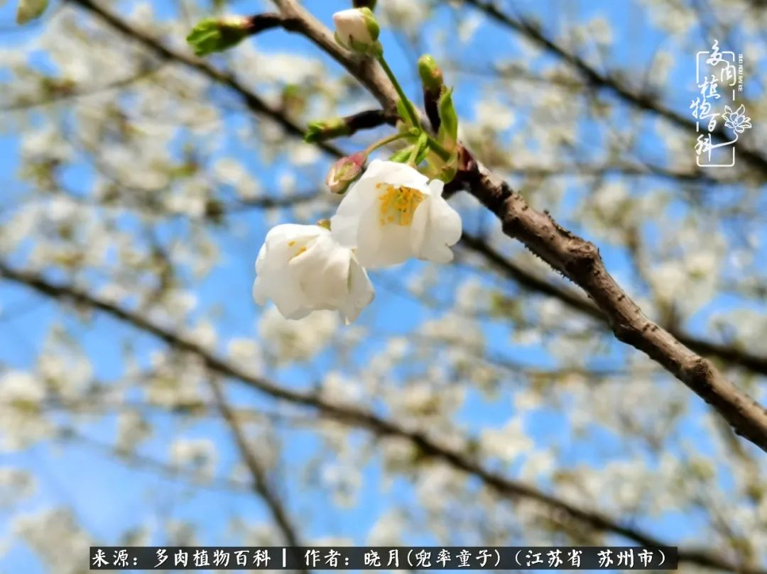 六年时间环游22个国家,却被多肉小萌物征服