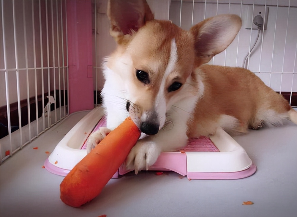 饲养柯基犬有哪些需要注意的地方,柯基犬为什么不能饲养