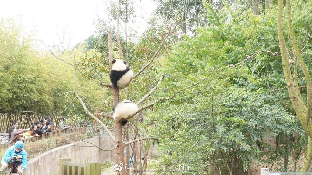 熊猫儿本人照片,熊猫儿图片