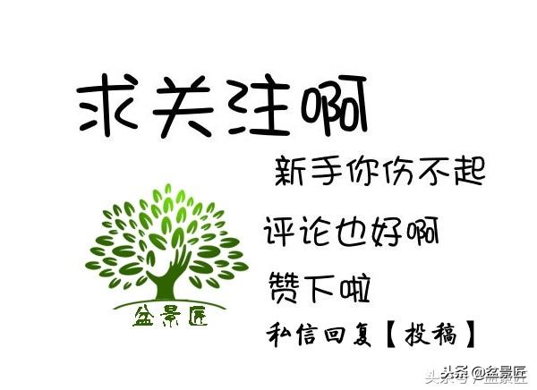 废物改造花盆绿植,旧物改造吊兰花盆