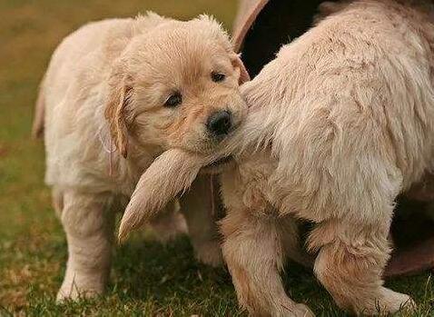 花鸟市场买的狗狗能活吗,昆明园博花鸟市场狗狗