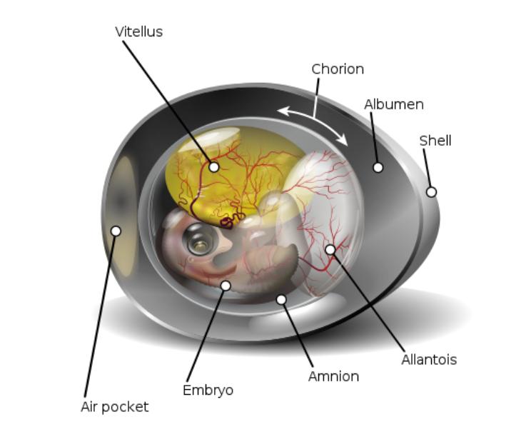 鸡蛋上的粪便,鸡蛋上面都是便便怎么处理