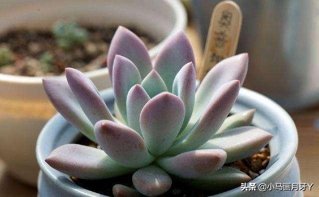 动物成语大集锦，和孩子们来场动物成语飞花令