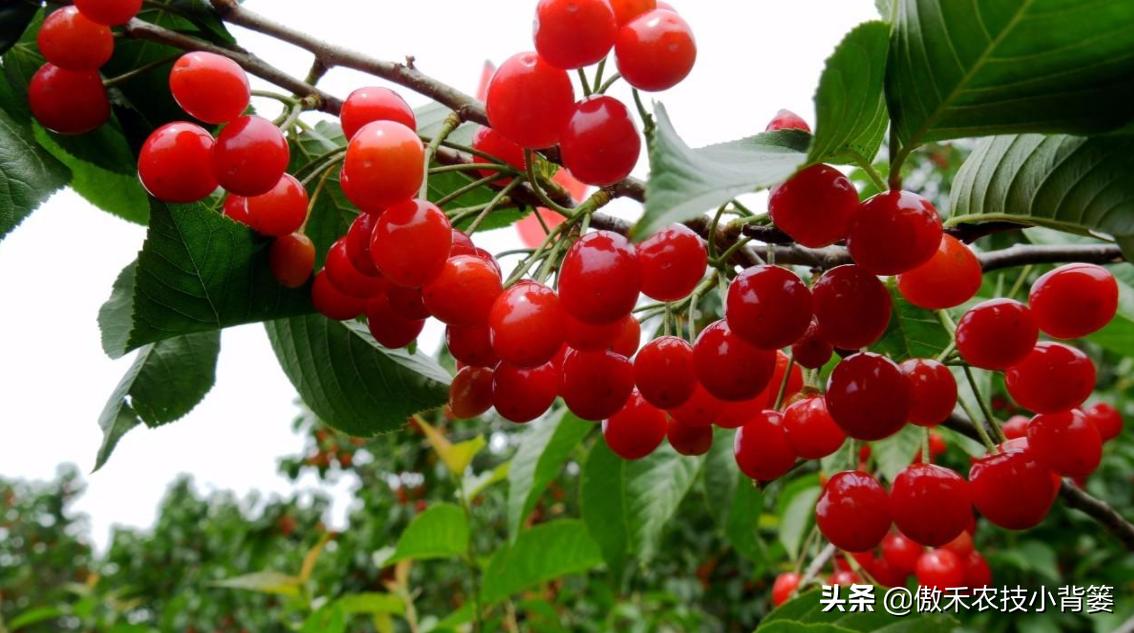 温室大棚大樱桃的高产栽培技术,一根棍大樱桃密植高产树形管理