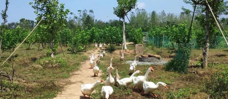 20w打造吃住玩一体农庄,有吃又有玩的农庄