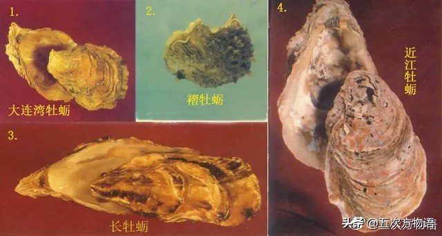 好吃的贝类品种大全,青岛贝类海鲜有哪些品种