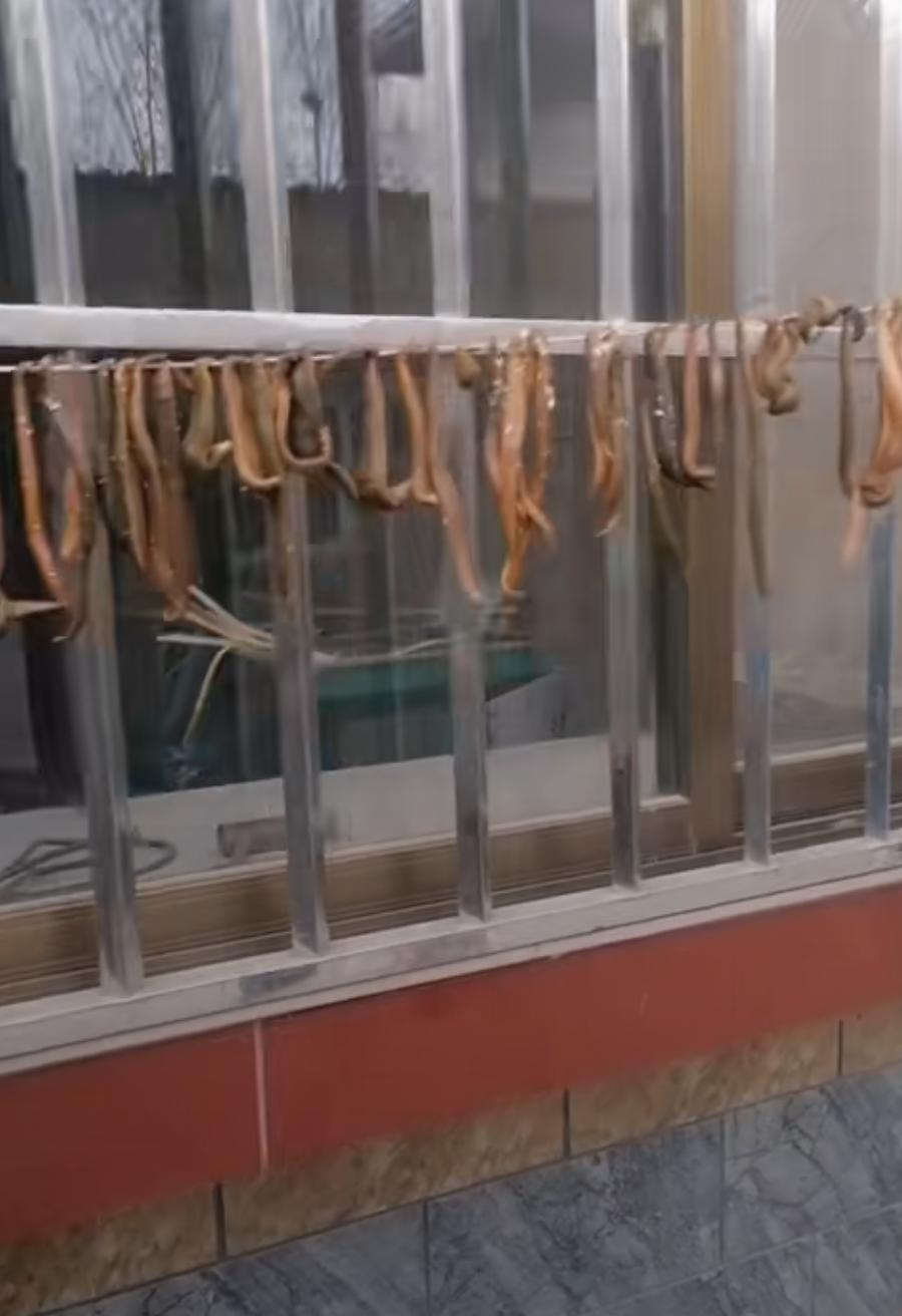 水蛭挣钱,水蛭能致富吗