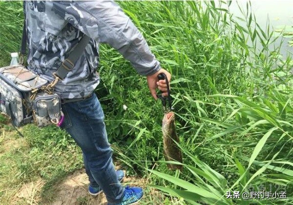 野河路亚钓黑鱼绝密技巧,藕塘路亚黑鱼的钓法和技术