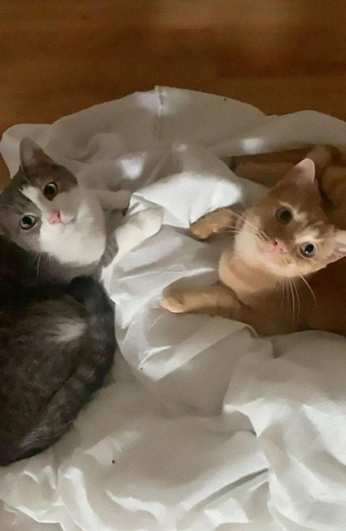 关于猫咪的可爱故事,可爱的小猫咪儿童故事