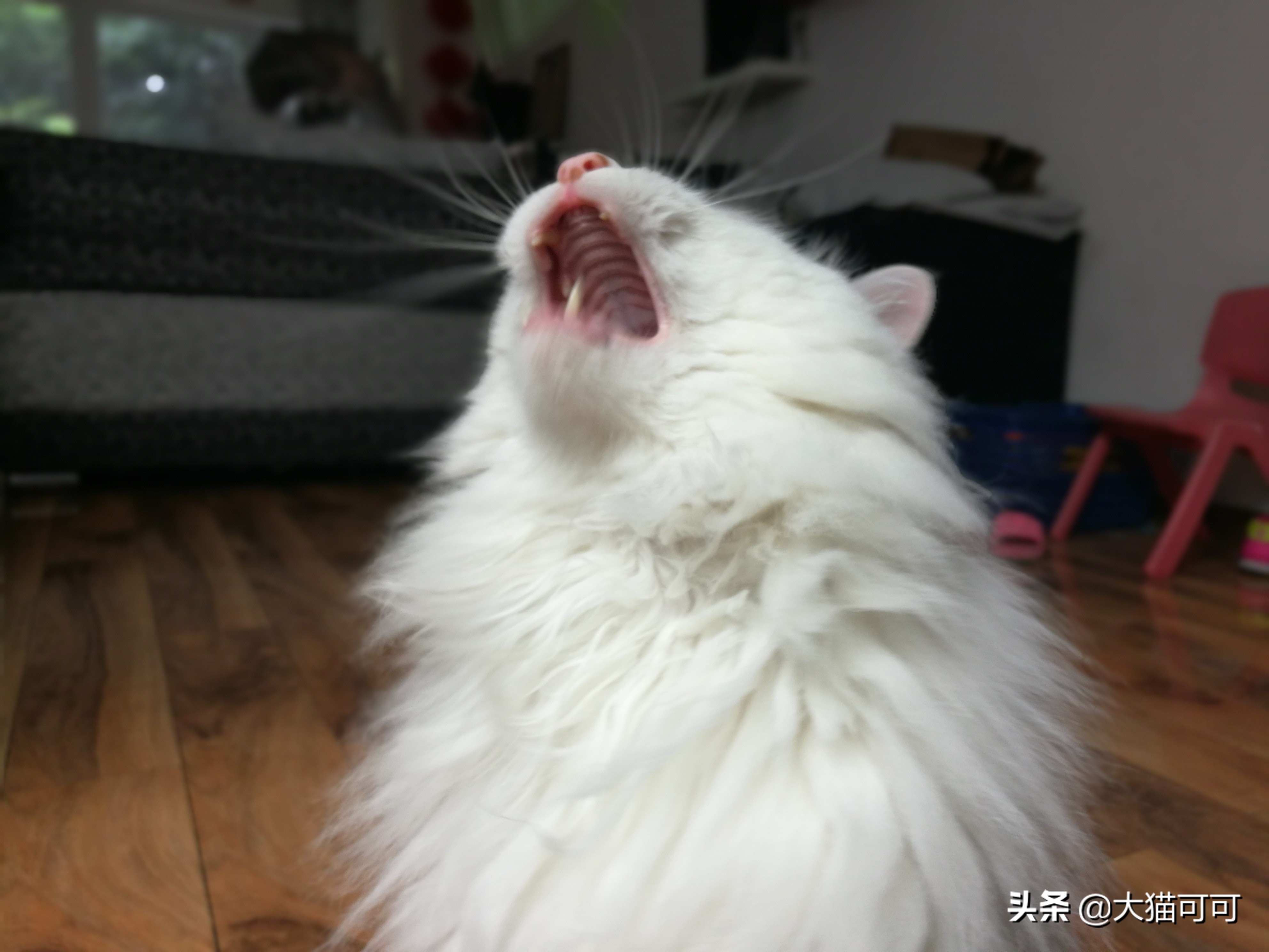 养猫如养娃系列,养猫如养老虎