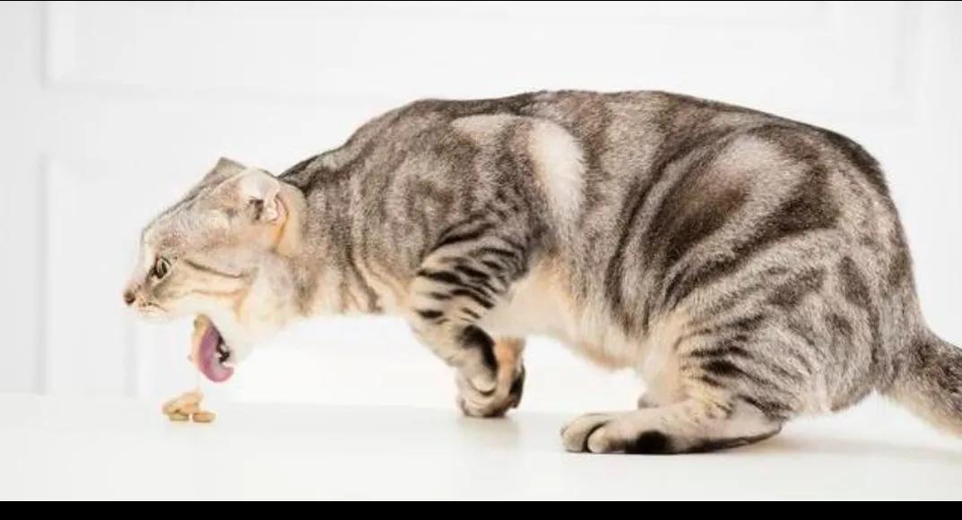 三个月猫咪呕吐的原因及处理方法,猫咪呕吐怎么办才好