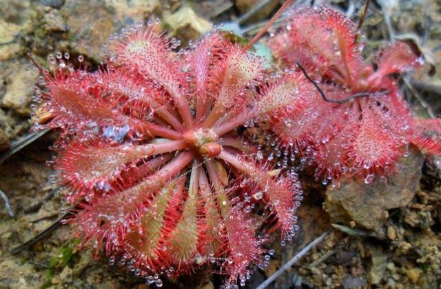 哪些花比较好养又不容易生虫,什么花不爱生虫生病好养
