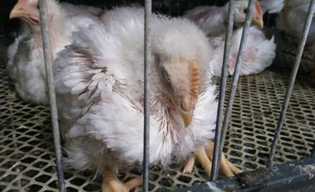 鸡干瘦发烧没精神怎么治疗,夏天鸡发烧吃什么药好得快