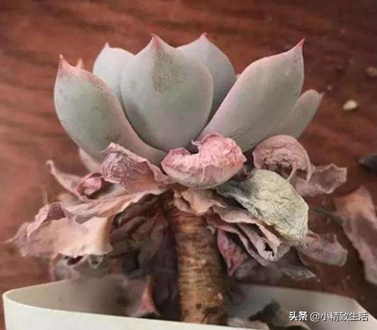 多肉植物有枯叶怎么办呢,多肉植物的枯叶要摘了吗