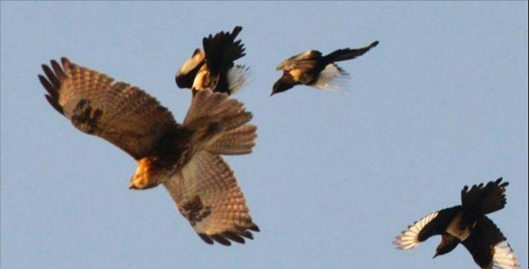 老鹰吃喜鹊被一群喜鹊欺负,老鹰为什么敢捕食毒蛇
