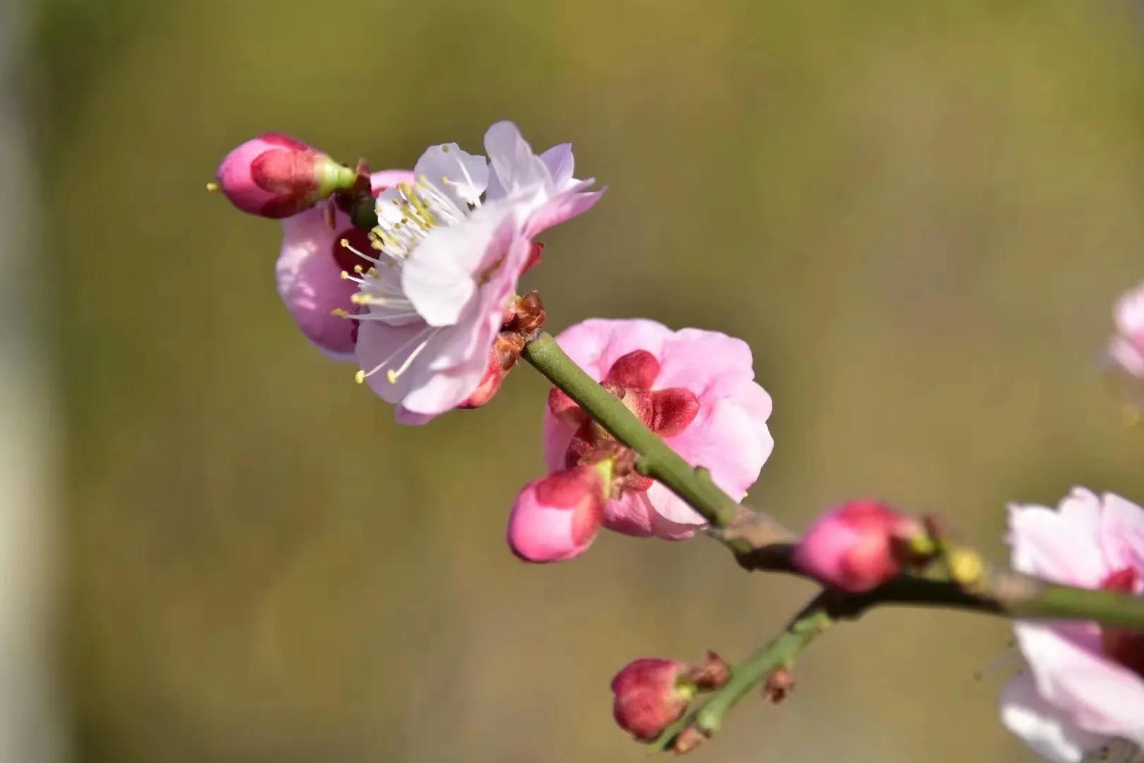 读朱永新的《致教师》